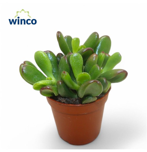 Crassula convoluta 10cm 5.5cm Q1020