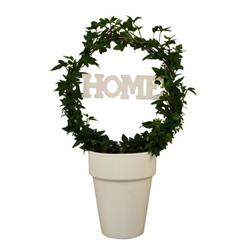 Hedera helix green arc + home in keramiek40 - 44 cm 9 pp 40cm 13cm Q2877