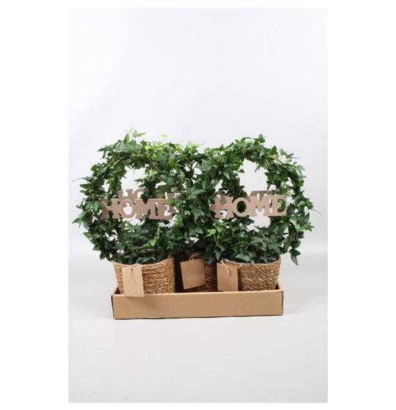 Hedera helix green arc + home in zeegrasmand vouwdoos40 - 44 cm 9 pp 40cm 13cm Q2892