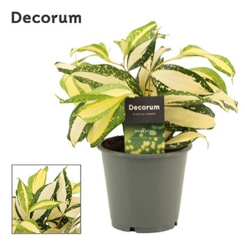 Dracena Milky way 12 cm (Decorum) 1 pp 25cm 12cm Q2076