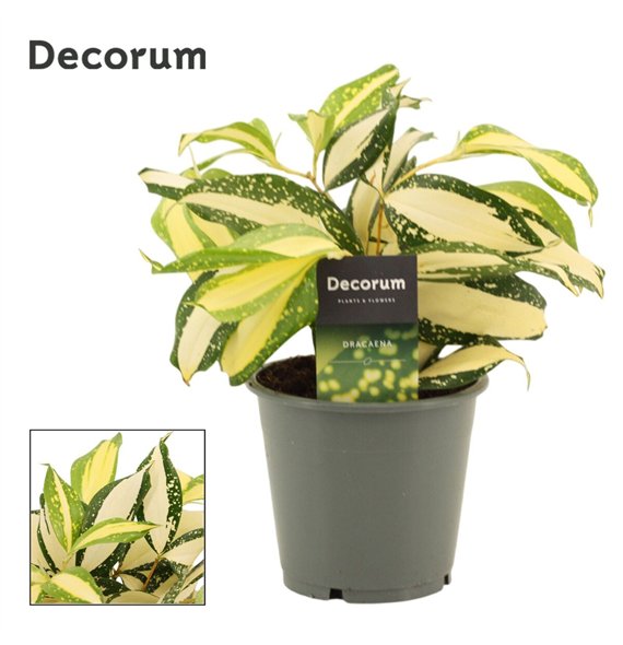 Dracena Milky way 12 cm (Decorum) 1 pp 25cm 12cm Q2076