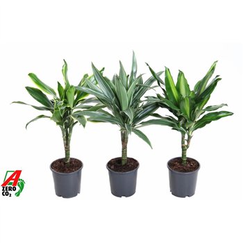 Dracena mix stem 15cm P13pp 50cm 13cm Q2140