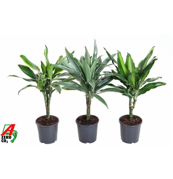 Dracena mix stem 15cm P13pp 50cm 13cm Q2140