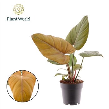 Philodendron Summer Glory 1 pp 40cm 14cm Q4025