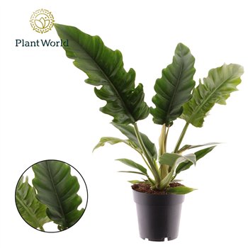 Philodendron narrow escape Narrow Escape 1 pp 35cm 14cm Q4048