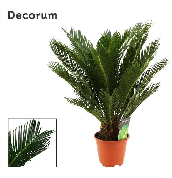 Palma Cikas revoluta 14cm - 10+ springs 60cm 14cm Q5386