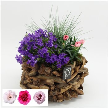 Nasad campanula CACR-2624 Campanula creations 3 pp 40cm 35cm Q1170
