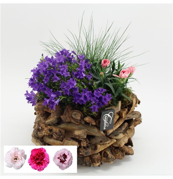 Nasad campanula CACR-2624 Campanula creations 3 pp 40cm 35cm Q1170
