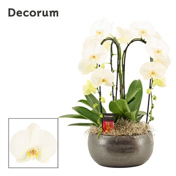 Orhideja Phalaenopsis wit Nero cascade 3 stems symphony white (Deco-collection) 18 fl  plnt 55cm 27cm Q3287
