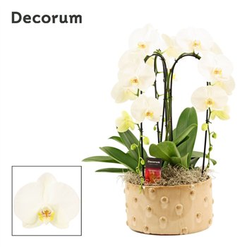Orhideja Phalaenopsis wit Belle cascade 3 stems symphony white (Deco-collection) 18 fl  plnt 55cm 27cm Q3326