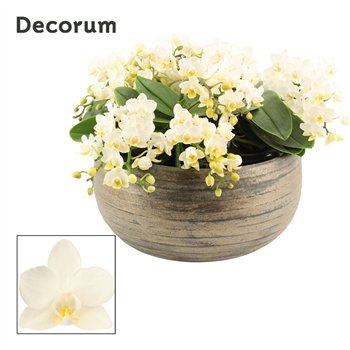 Orhideja Phalaenopsis Anthura Nazare Oro table 12+ stems symphony Whitney (Deco-collection) 60 fl  12 plnt 25cm 27cm Q3625