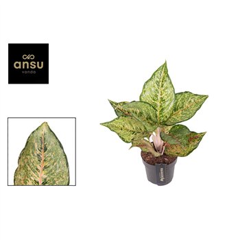 Aglaonema Pistachio Pink 1 pp 30cm 12cm Q111