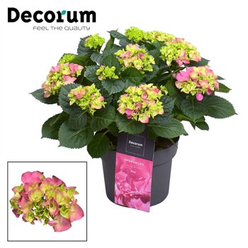 Hortenzija macr  hi river bulb Pink 7 - 12 heads (Decorum) fl 45cm 23cm Q3165