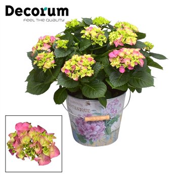 Hortenzija macr  hi river bulb Pink 7 - 12 heads in Vedro (Decorum) fl 45cm 23cm Q3200