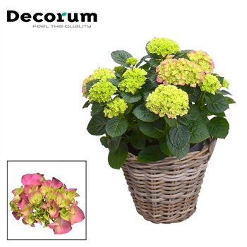 Hortenzija macr  hi river bulb Pink 10 - 15 heads in Rattan Košara (Decorum) fl 55cm 23cm Q3203