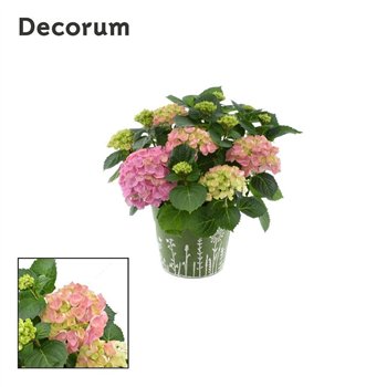 Hortenzija macr  hi river bulb Pink 7 - 12 heads in zink green (Decorum) fl 45cm 23cm Q3208