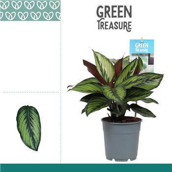 Kalateja Princeps 35cm 12cm Q2067