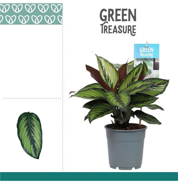 Kalateja Princeps 35cm 12cm Q2067