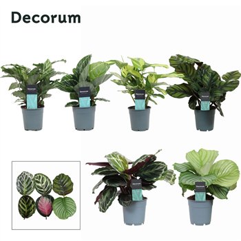 Kalateja mix Exclusief mixed (Decorum) 35cm 12cm Q2072