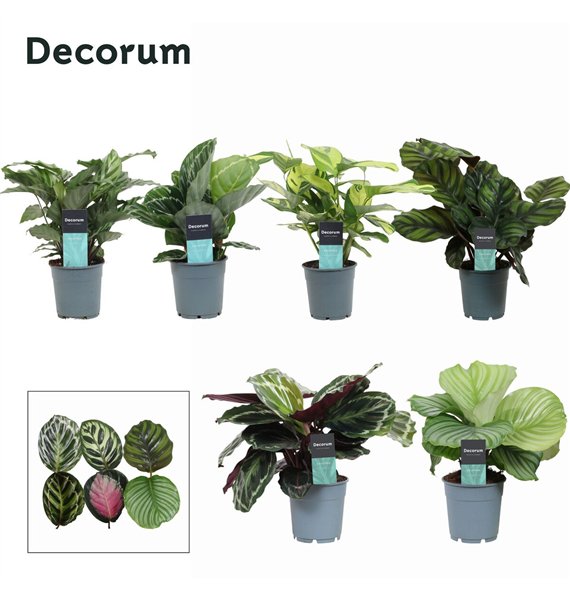 Kalateja mix Exclusief mixed (Decorum) 35cm 12cm Q2072