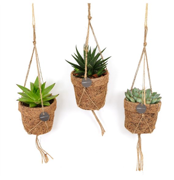 Sukulente mix Kokopot string 10 cm Succulent 1 pp 20cm 10cm Q1630