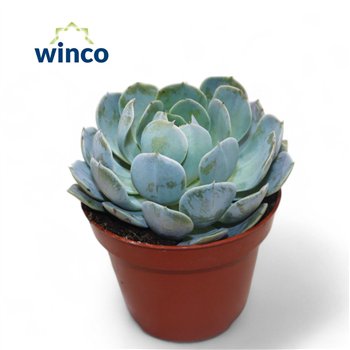 Echeveria Grey Prince1 fl 15cm 10.5cm Q1335