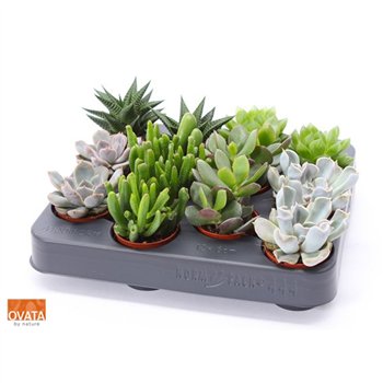 Sukulente mix Succulent 5 XXL UK - NON CITES 16cm 5.5cm Q1991