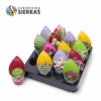 Sukulente Surprise® - Succulent Mix (Exclusive) 13cm 5.5cm Q1457