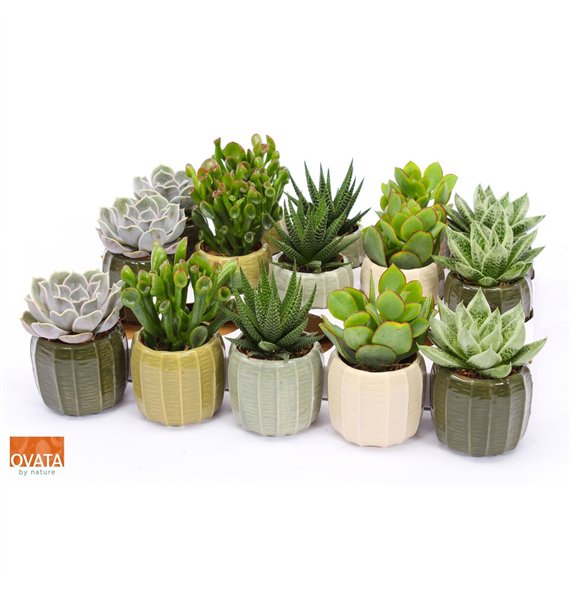 Sukulente mix Succulent in Helsinki 7 16cm 7cm Q1387