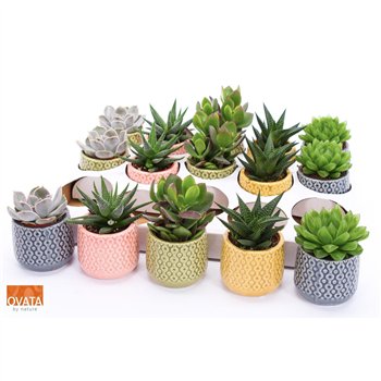 Sukulente mix Succulent in Sao Paulo 7 UK - NON CITES 16cm 7cm Q1922