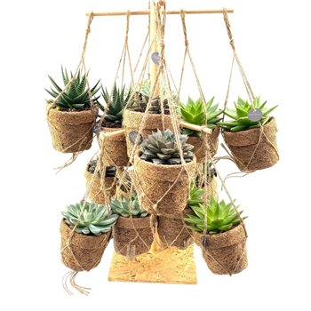 Sukulente mix Kokopot 16 Display 60 cm Succulent 60cm 10cm Q1548