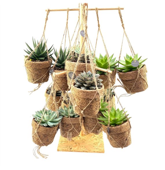 Sukulente mix Kokopot 16 Display 60 cm Succulent 60cm 10cm Q1548