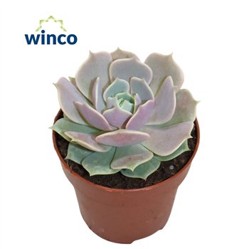Echeveria Lolaoverige fl 15cm 8.5cm Q1152