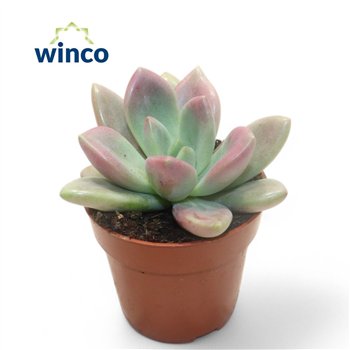 Echeveria Graptoveria Rosie Crow1 pp 13cm 8.5cm Q1345