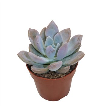 Echeveria Graptoveria Opalinaoverig pp overige fl 15cm 8.5cm Q1355
