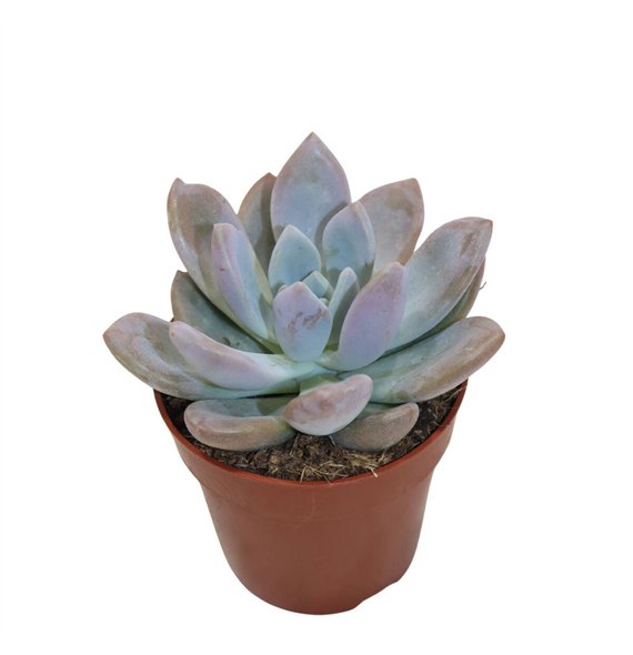 Echeveria Graptoveria Opalinaoverig pp overige fl 15cm 8.5cm Q1355
