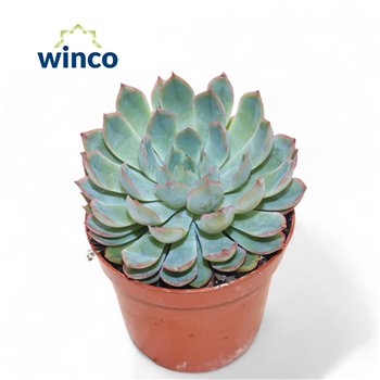 Echeveria Pink Edge1 fl 10cm 8.5cm Q1383