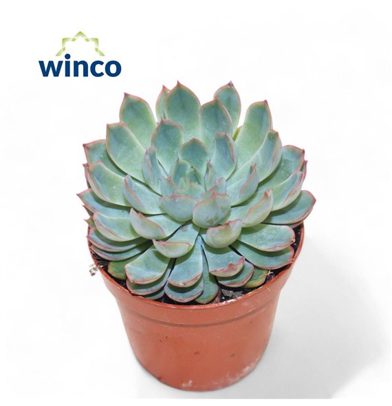 Echeveria Pink Edge1 fl 10cm 8.5cm Q1383