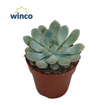 Echeveria Morning Dew1 fl 10cm 8.5cm Q1389