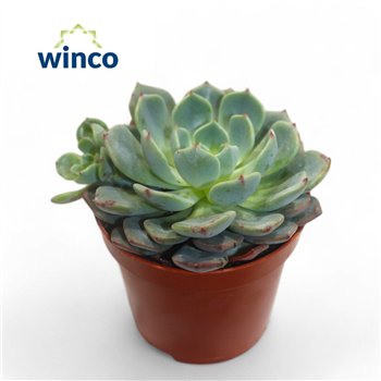 Echeveria Sitifukumiama1 fl 12cm 8.5cm Q1470