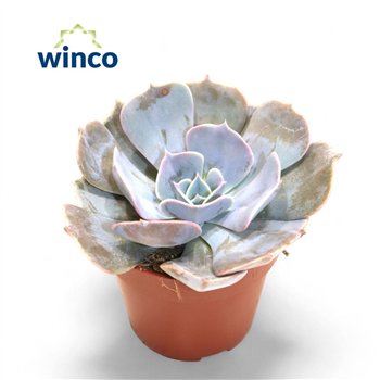 Echeveria pollux Polluxoverige fl 12cm 8.5cm Q1473