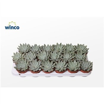 Echeveria tolimensis Tolimanensis Hybride (grey)overige fl 16cm 8.5cm Q1586