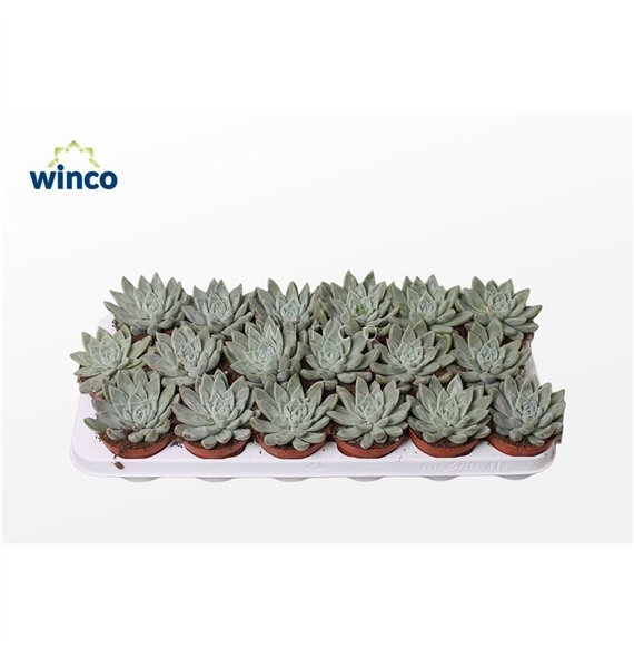 Echeveria tolimensis Tolimanensis Hybride (grey)overige fl 16cm 8.5cm Q1586
