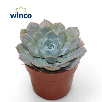 Echeveria Grey Prince1 fl 12cm 8.5cm Q1608