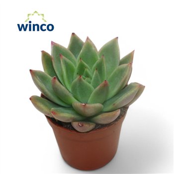 Echeveria agavoides Agavoidesoverige fl 8cm 5.5cm Q98
