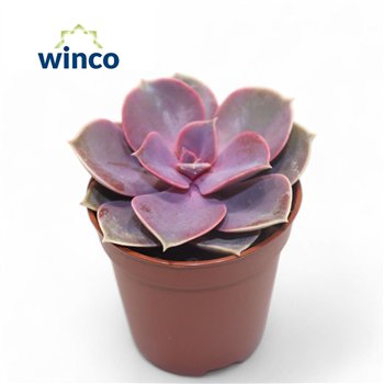 Echeveria perle von nurnberg Pearl Von Neurenberg1 fl 10cm 5.5cm Q1928