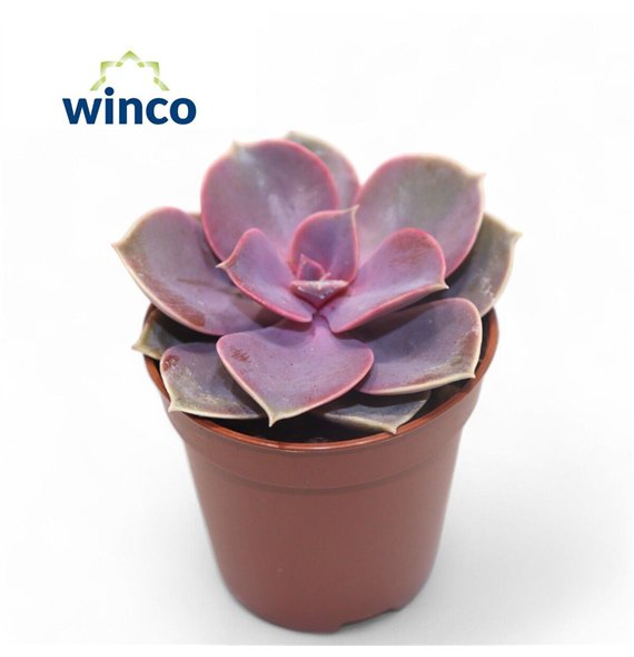 Echeveria perle von nurnberg Pearl Von Neurenberg1 fl 10cm 5.5cm Q1928