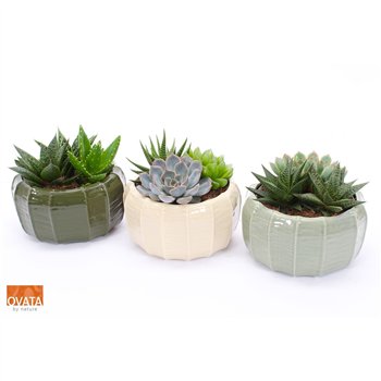 Sukulente mix Succulent bowl in Malmö 17 3 pp 24cm 17cm Q1628