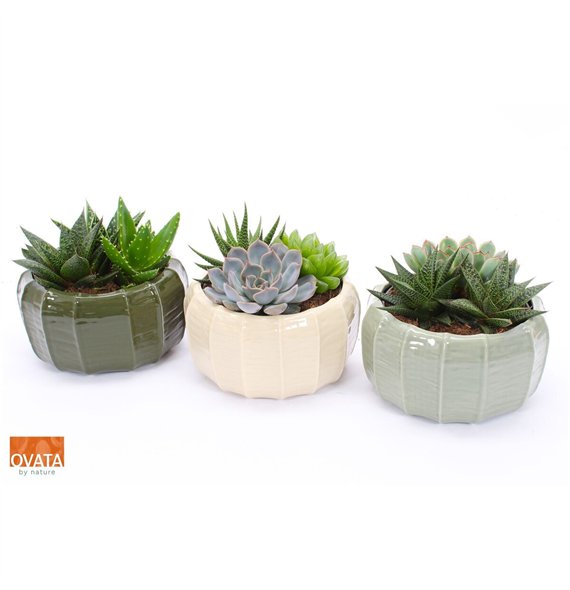 Sukulente mix Succulent bowl in Malmö 17 3 pp 24cm 17cm Q1628
