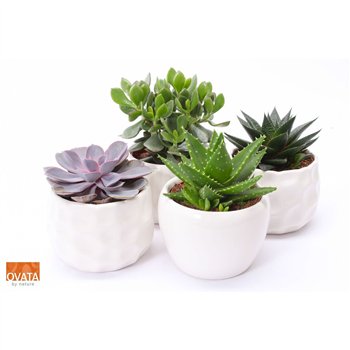 Sukulente mix Succulent in Paros 15 UK - NON CITES 30cm 15cm Q1795